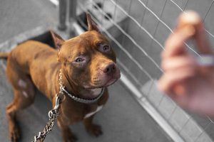 Pitbull: cuando el perro muerde la mano que le da de comer