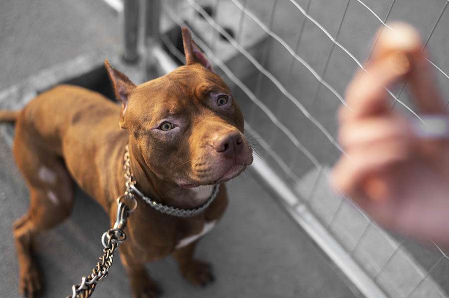 Pitbull: cuando el perro muerde la mano que le da de comer