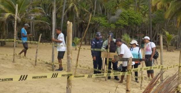 Protegen nuevos nidos de tortugas marinas en Cuyagua y Choroní