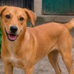 Reconocen al perro mestizo color caramelo