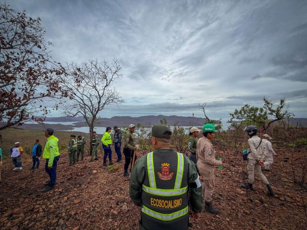 Reforestaron 1,5 hectáreas en el cerro El Picacho en Mochima