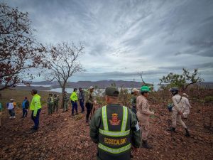 Reforestaron 1,5 hectáreas en el cerro El Picacho en Mochima