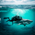 Bancaribe impulsa Shark Bank con alta participación de startups y soluciones tecnológicas