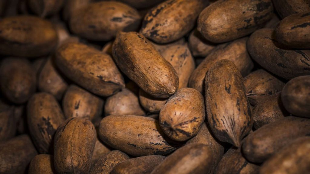 ¿En qué beneficia al productor venezolano la nueva Ley del Cacao?