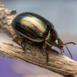 ¿Los insectos sienten dolor? – Últimas Noticias