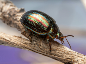 ¿Los insectos sienten dolor? - Últimas Noticias