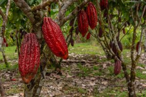 Cae producción de cacao en Sucre: De 8.000 toneladas pasa a 6.500
