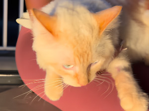 Coco, el gatico fue rescatado y atendido en un punto de ayuda para los animales