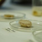 Con sello venezolano: La ciencia detrás de nuestros tubérculos