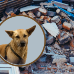 De perro rescatado a rescatista: la historia de Milo