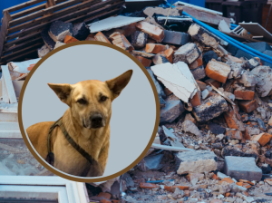 De perro rescatado a rescatista: la historia de Milo