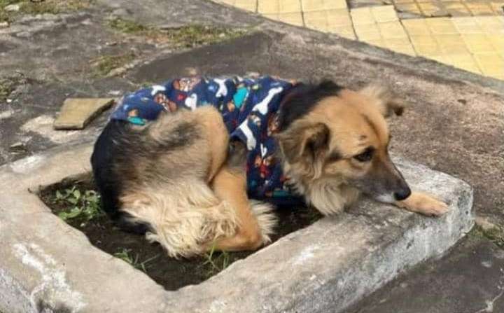 En La Candelaria realizan jornada de atención veterinaria