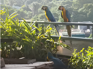 Esperanza, la pichón de guacamaya que sobrevivió al terremoto y espera volver con sus padres