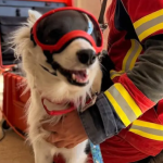 Halley, la heroína mexicana de cuatro patas encontró a Hernán Gil, atrapado bajo tierra