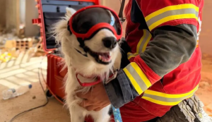 Halley, la heroína mexicana de cuatro patas encontró a Hernán Gil, atrapado bajo tierra