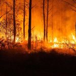 Incendios forestales dejan casi 98.000 hectáreas destruidas en Francia