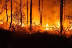 Incendios forestales dejan casi 98.000 hectáreas destruidas en Francia
