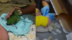 Falleció Panchito, el loro que fue rescatado entre los escombros en La Guaira