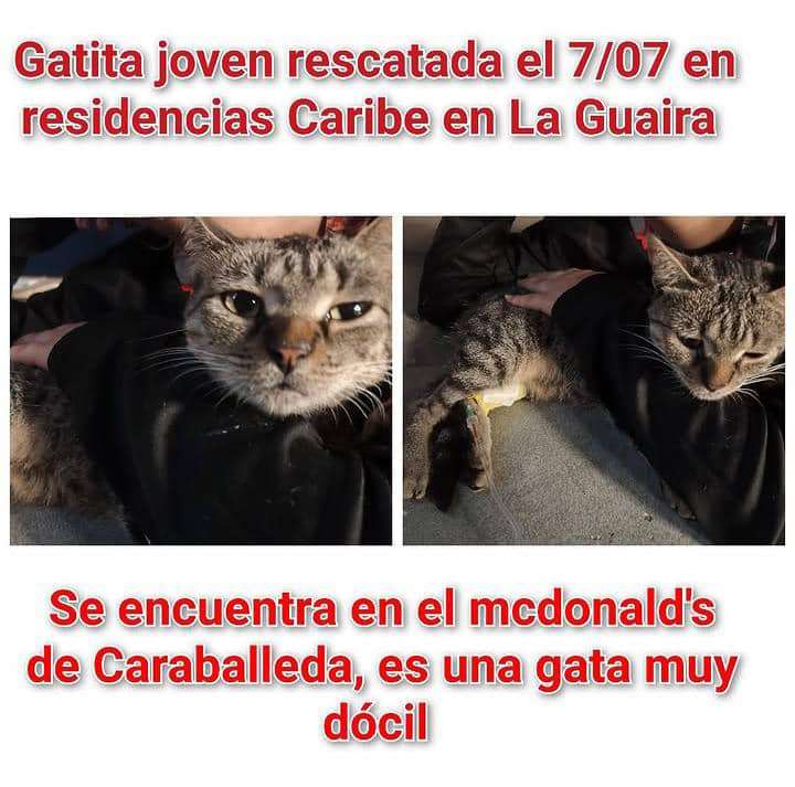 Misión Nevado insta a reportar animales en resguardo tras el sismo