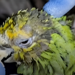 Muere Panchito: la historia del lorito rescatado de los escombros 