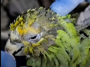 Muere Panchito: la historia del lorito rescatado de los escombros 