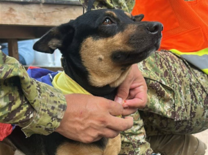 Perros de rescate surgen de manera espontánea
