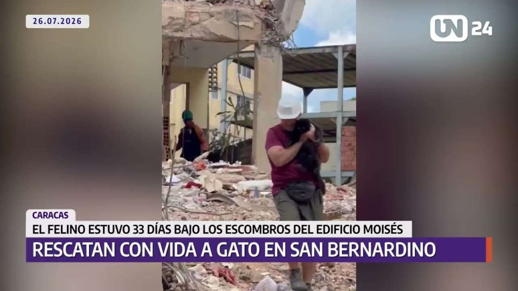 Rescatan con vida gato atrapado 33 días después de los sismos