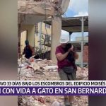 Rescatan con vida gato atrapado 33 días después de los sismos