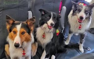 Tsunami, Bart y otros “perritos rescatistas” conmueven a Venezuela en medio de la emergencia