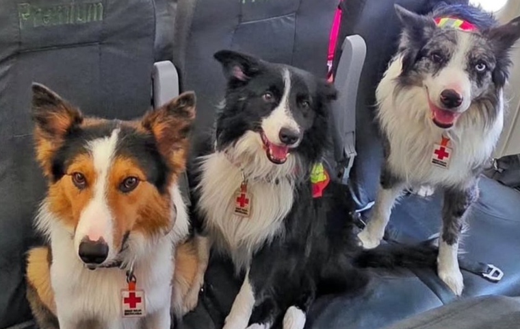 Tsunami, Bart y otros “perritos rescatistas” conmueven a Venezuela en medio de la emergencia