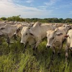 Apure alcanzó primer lugar en inmunización contra la fiebre aftosa