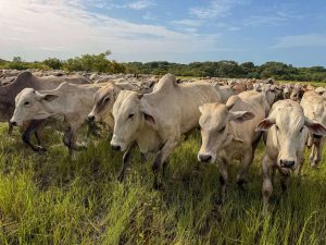 Apure alcanzó primer lugar en inmunización contra la fiebre aftosa