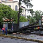 Emergencia en Maturín por caída de árboles tras lluvias y vientos