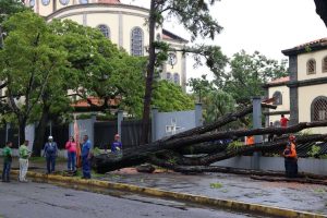 Emergencia en Maturín por caída de árboles tras lluvias y vientos