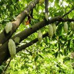 En Táchira buscan la Indicación Geográfica Protegida a sus cacaos