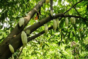 En Táchira buscan la Indicación Geográfica Protegida a sus cacaos