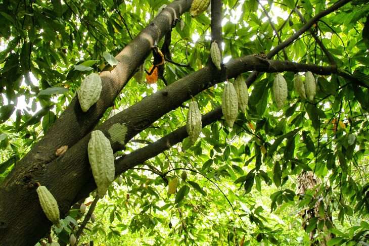 En Táchira buscan la Indicación Geográfica Protegida a sus cacaos