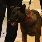 Murió Luka, la perrita de rescate española que ayudó a buscar sobrevivientes bajo los escombros tras los terremotos