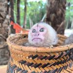 Monito que fue raptado regresó a su hábitat
