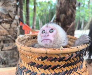 Monito que fue raptado regresó a su hábitat