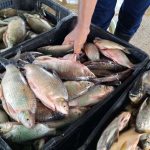 Plan Coporo en Mérida cosechó más de 500 kilogramos de la especie