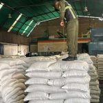 Venezuela exporta 43,2 toneladas de frijol mungo a Francia