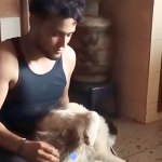 Zeus, el husky viral que sorprendió con su talento para la actuación