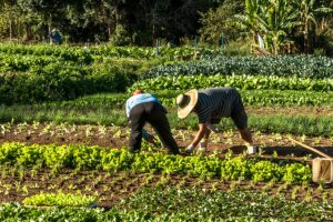 Gremio de ingenieros agrónomos insta a la banca a financiar la agricultura familiar